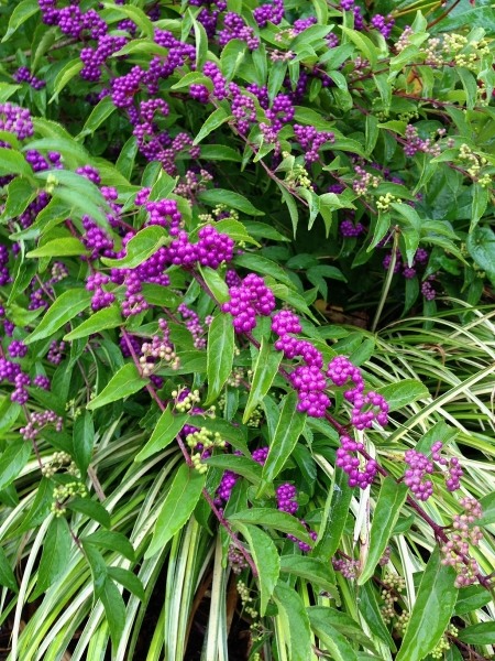 Early Amethyst Beautyberry