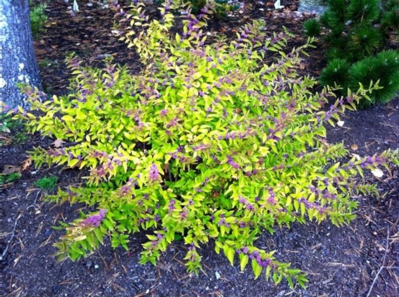 Early Amethyst Beautyberry