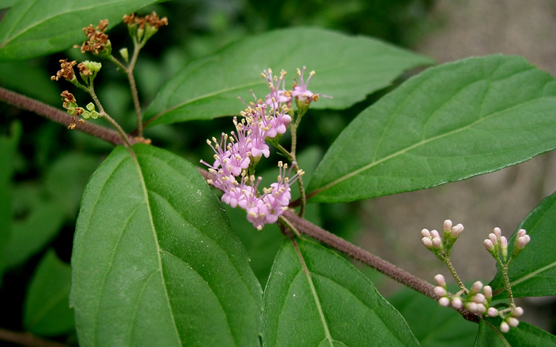 Early Amethyst Beautyberry