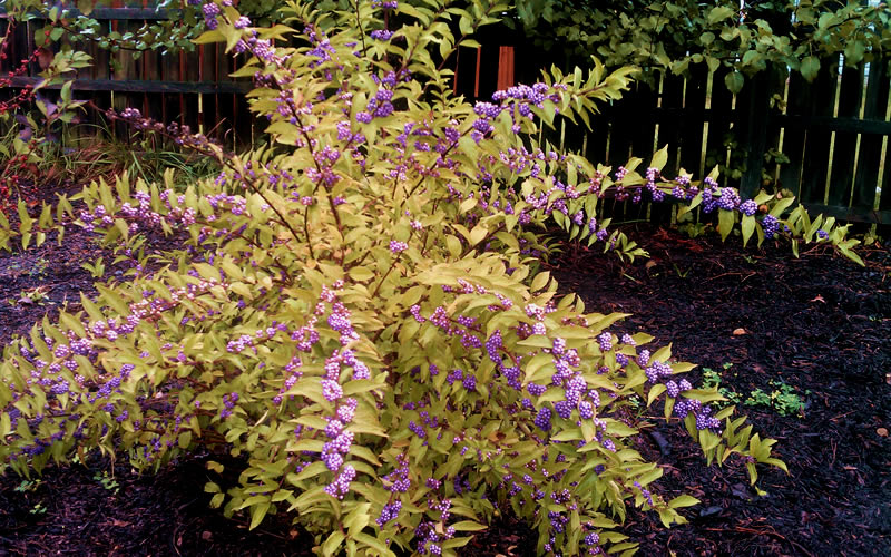 Early Amethyst Beautyberry