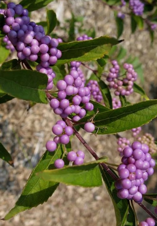 Early Amethyst Beautyberry