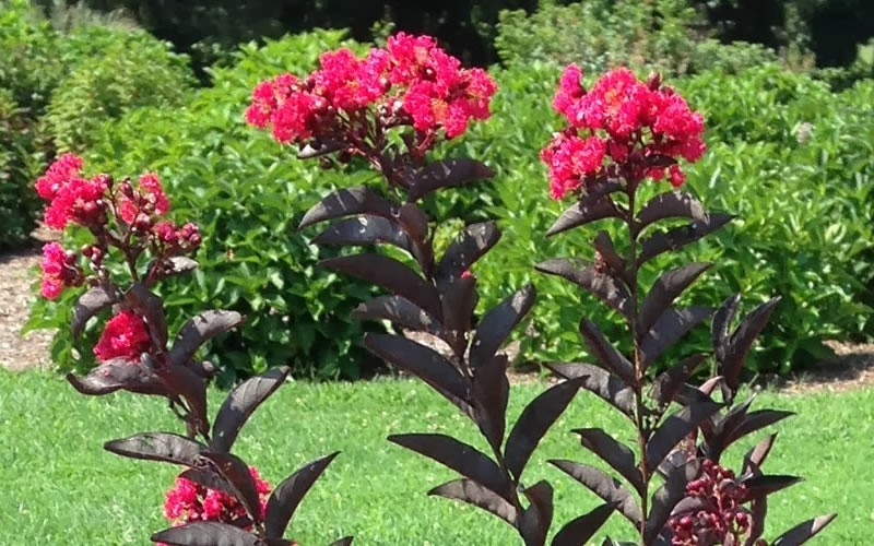 Delta Flame Crape Myrtle