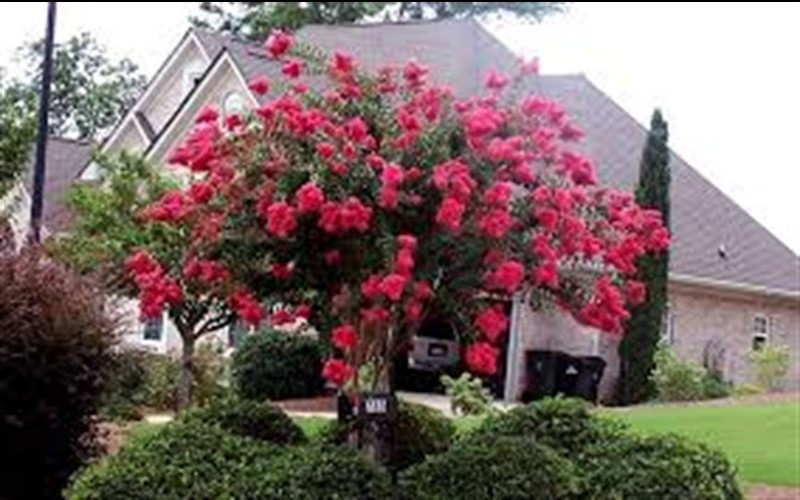 Delta Flame Crape Myrtle