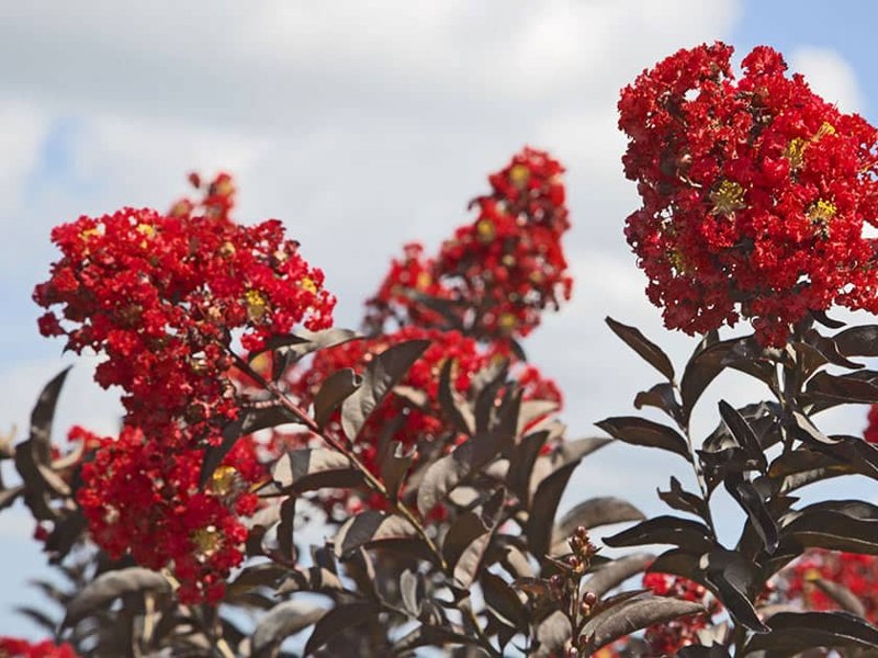 Delta Flame Crape Myrtle