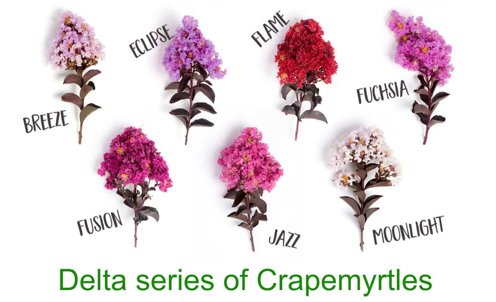 Delta Flame Crape Myrtle