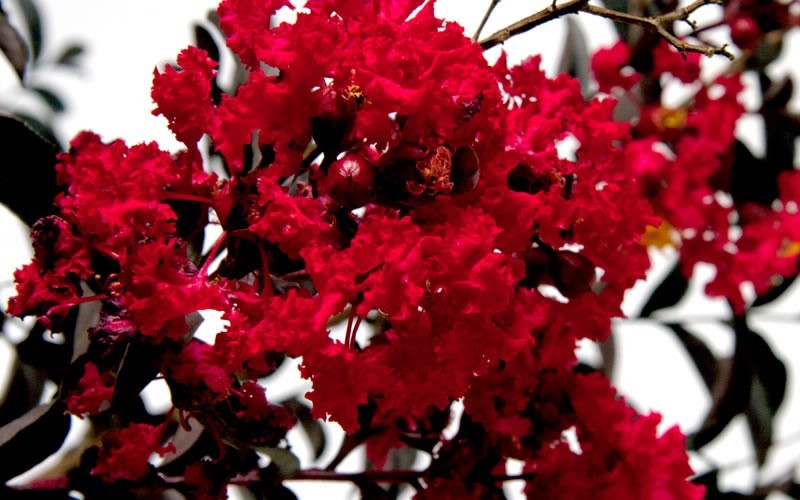 Delta Flame Crape Myrtle