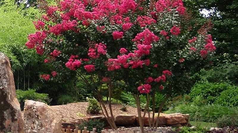 Delta Flame Crape Myrtle