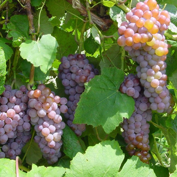 Canadice Red Seedless Grape Vine