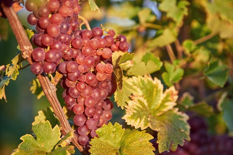 Canadice Red Seedless Grape Vine