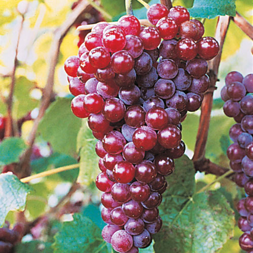 Canadice Red Seedless Grape Vine