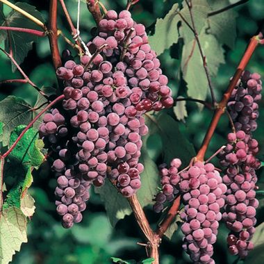 Canadice Red Seedless Grape Vine