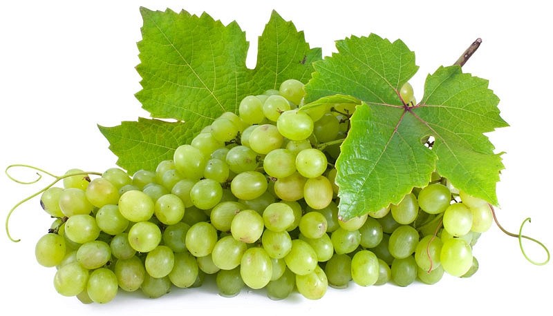 Niagara Seedless Grape Vine