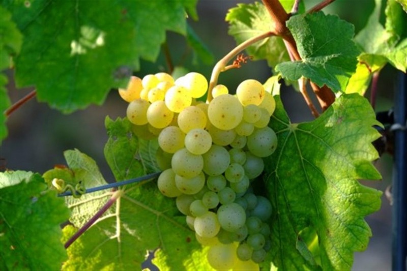 Niagara Seedless Grape Vine