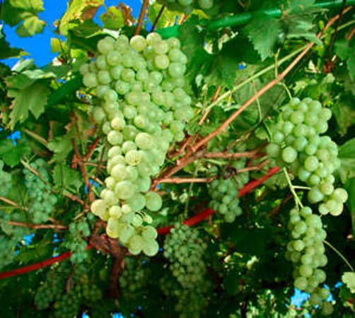 Niagara Seedless Grape Vine