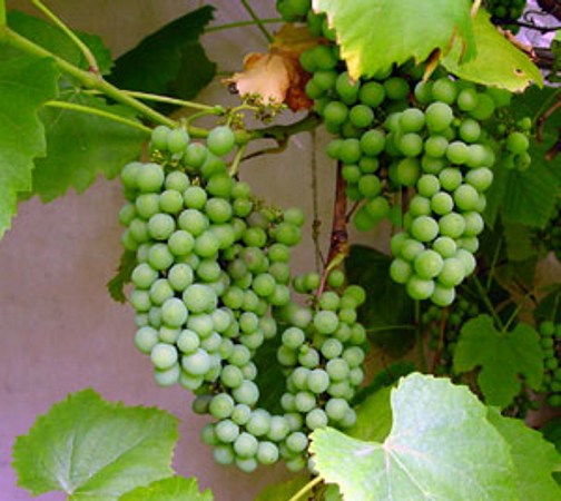 Niagara Seedless Grape Vine