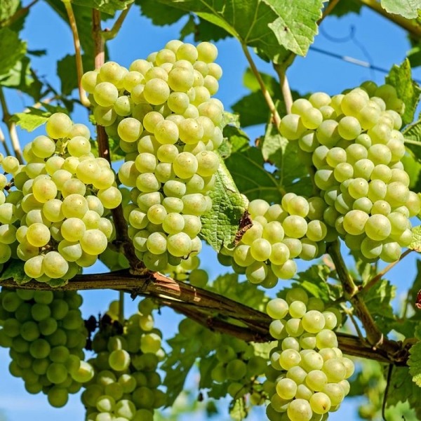 Niagara Seedless Grape Vine