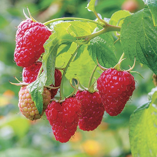 Caroline Raspberry