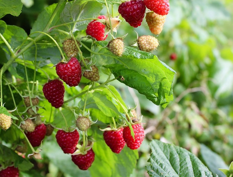 Caroline Raspberry