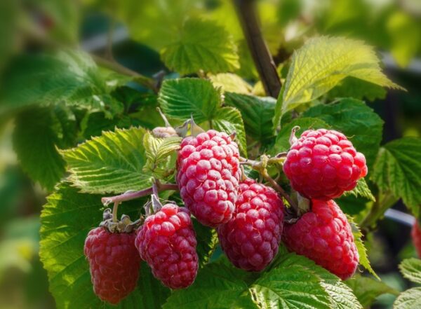 Caroline Raspberry