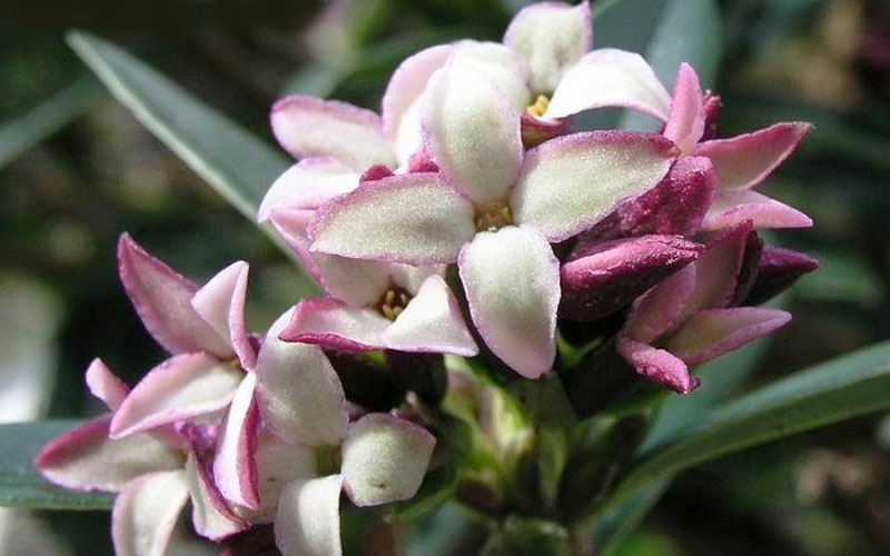 Daphne retusa