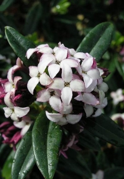Daphne retusa
