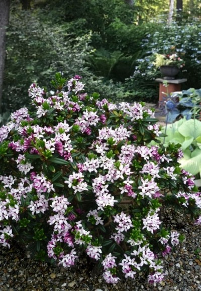 Daphne retusa