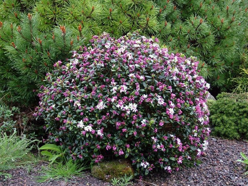 Daphne retusa