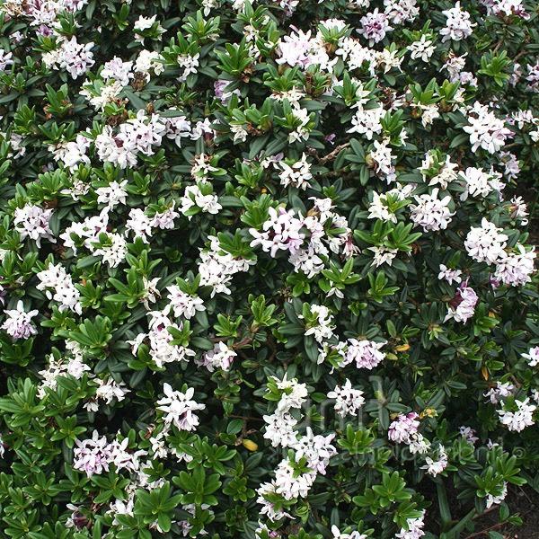 Daphne retusa