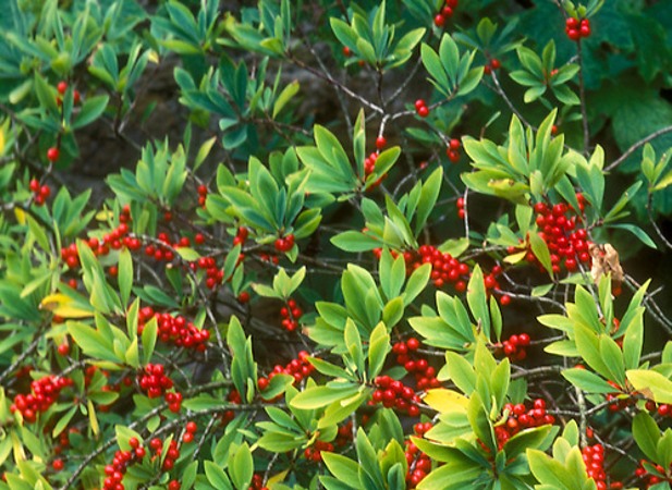 Daphne retusa
