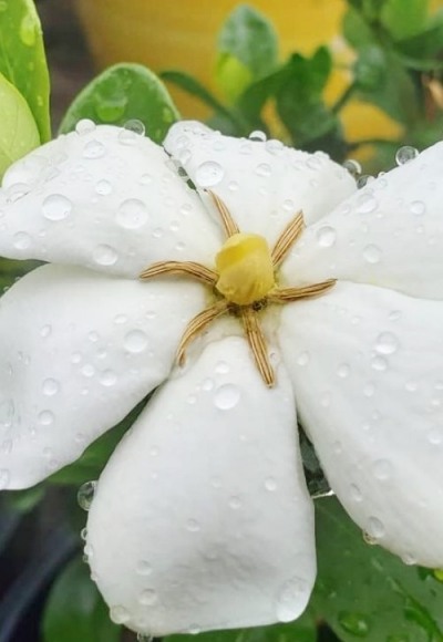 Snow Flurry Hardy Gardenia