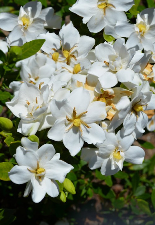 Snow Flurry Hardy Gardenia