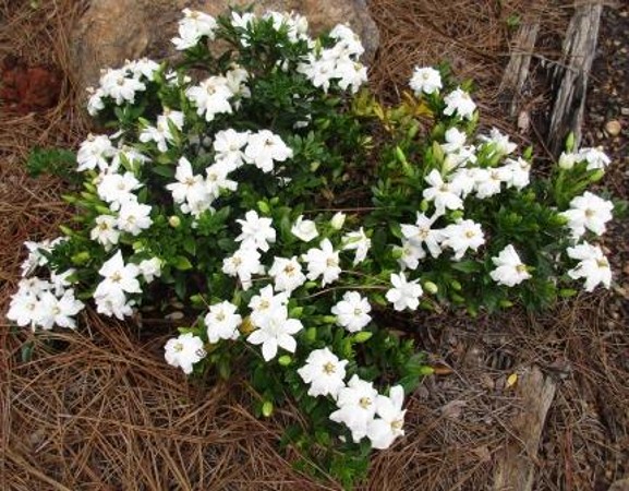Snow Flurry Hardy Gardenia