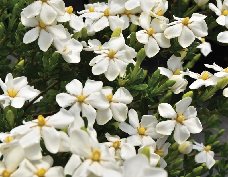 Snow Flurry Hardy Gardenia