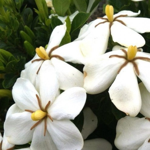 Snow Flurry Hardy Gardenia