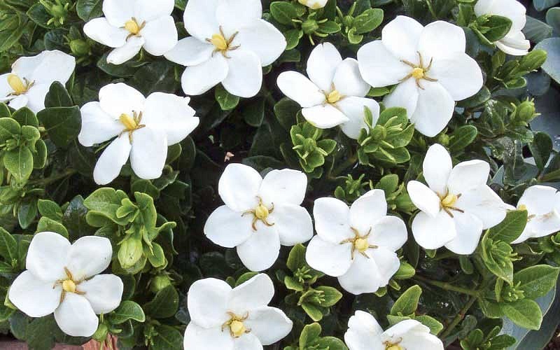 Snow Flurry Hardy Gardenia