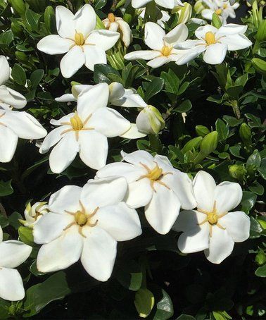 Snow Flurry Hardy Gardenia