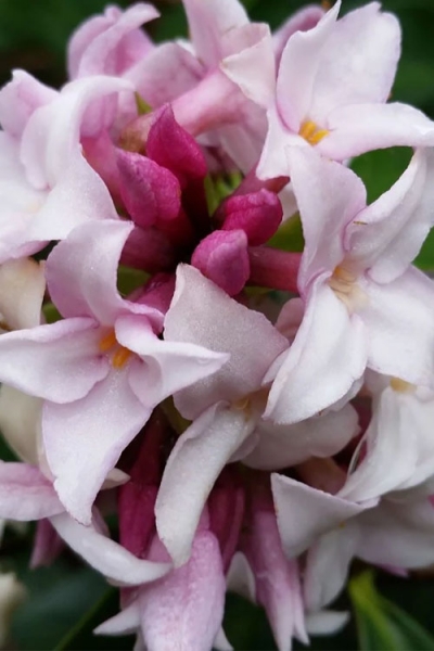 Perfume Princess Winter Daphne