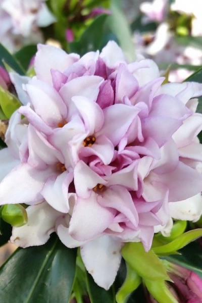Perfume Princess Winter Daphne