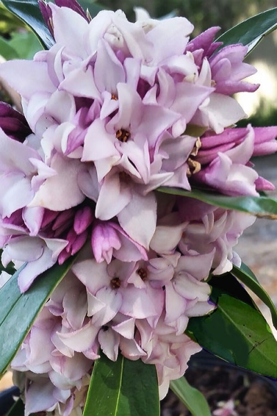 Perfume Princess Winter Daphne
