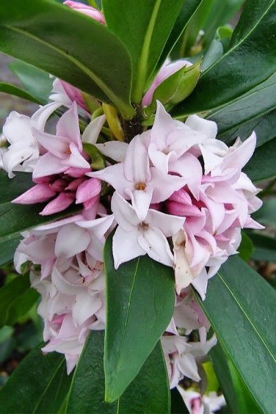 Perfume Princess Winter Daphne