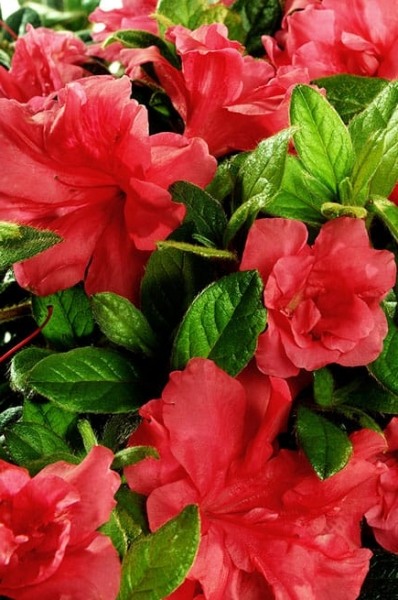 Autumn Monarch Encore Azalea