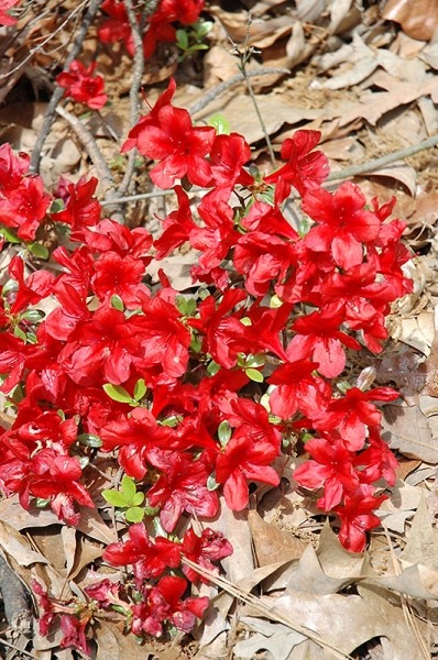 Autumn Monarch Encore Azalea