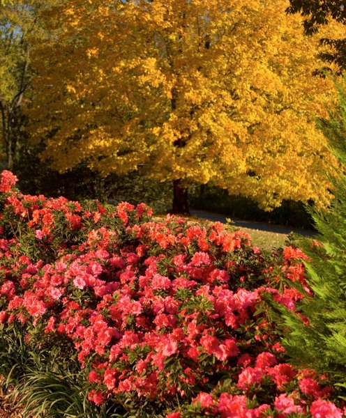 Autumn Monarch Encore Azalea