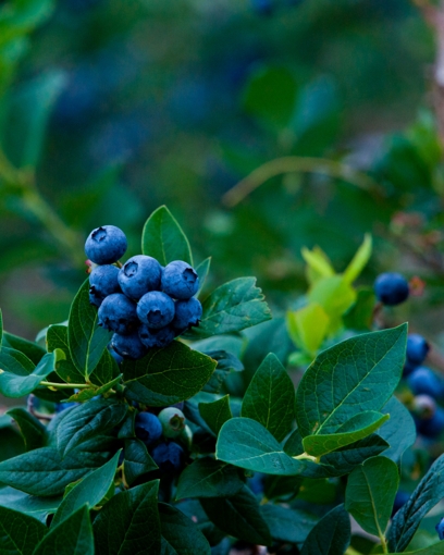 Powderblue Rabbiteye Blueberry
