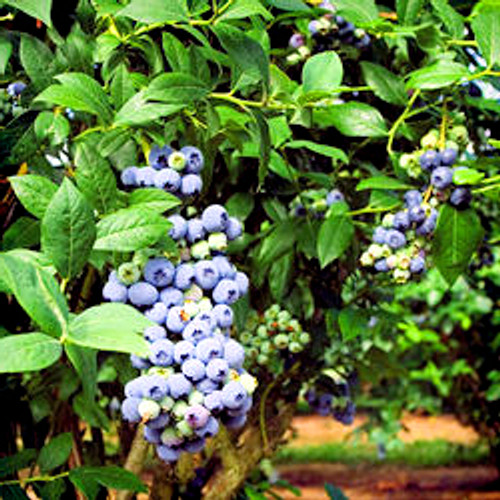 Powderblue Rabbiteye Blueberry
