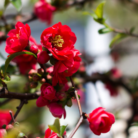 Iwai Nishiki Red Flowering