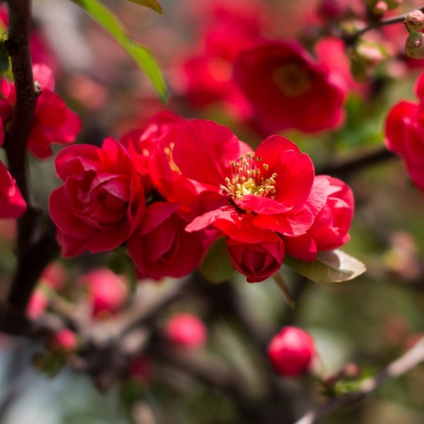 Iwai Nishiki Red Flowering