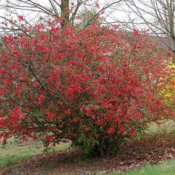 Iwai Nishiki Red Flowering