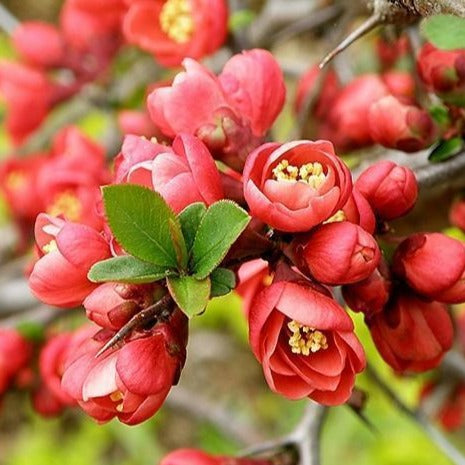 Iwai Nishiki Red Flowering