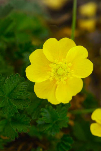 Creeping Alpine Cinquefoil